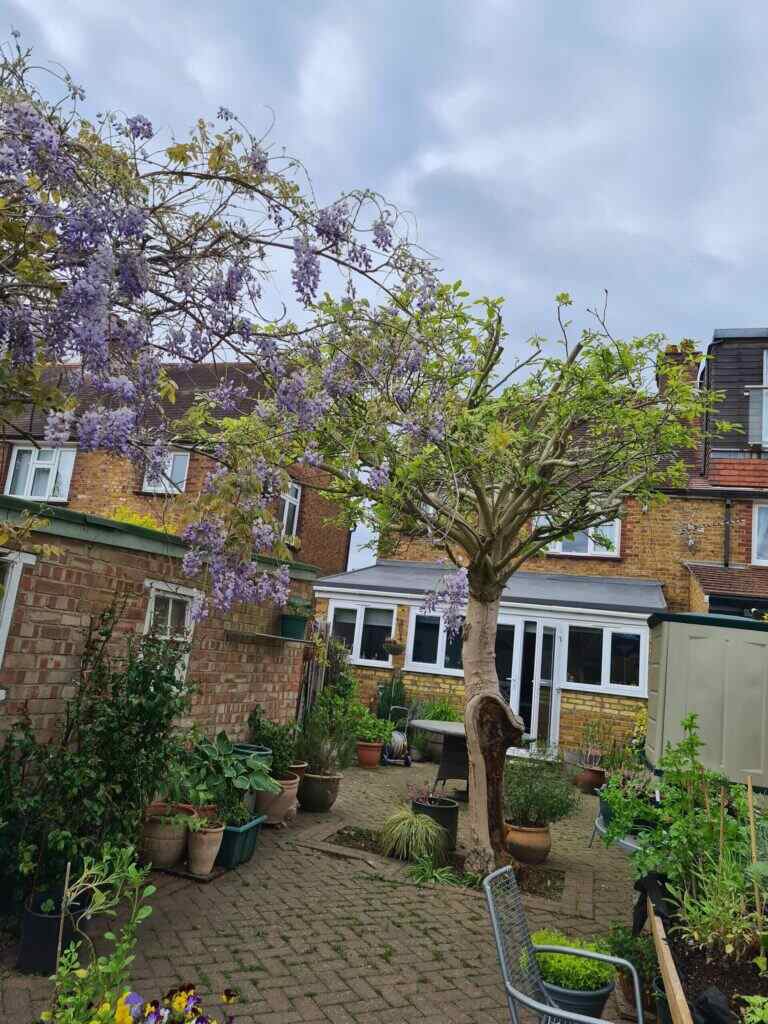 tree surgeon in thames ditton