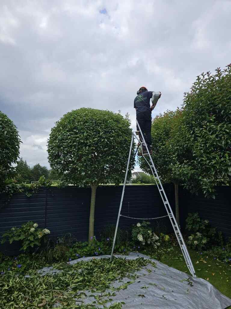Hedge Trimming - Electric Tools