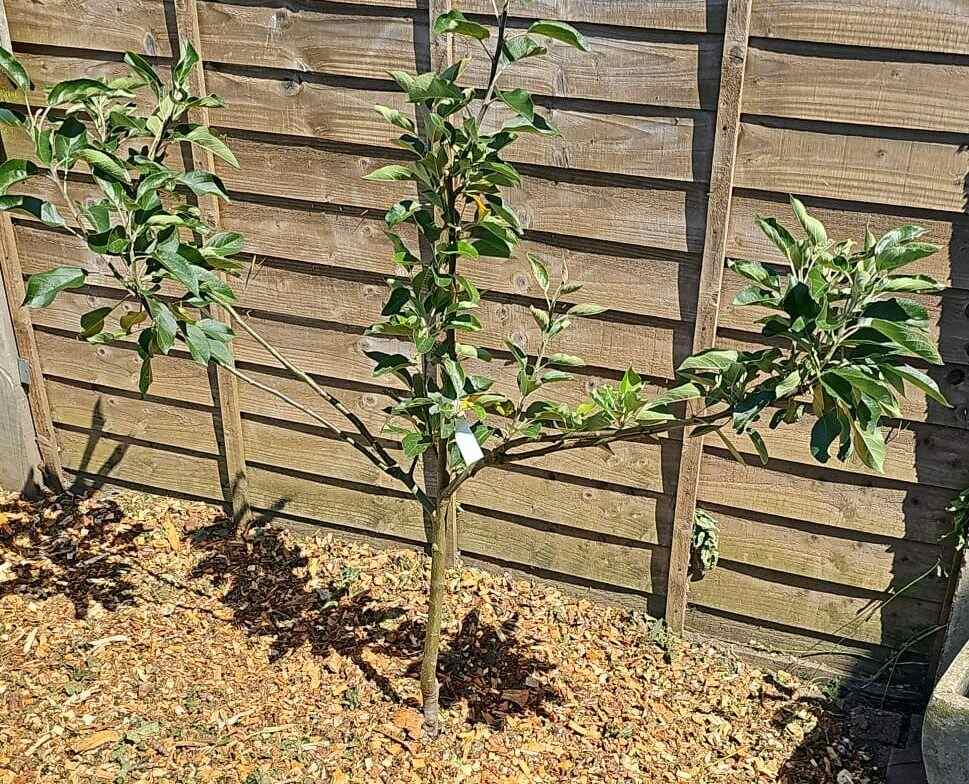 Tree and Hedgerow Planting - Apple Tree