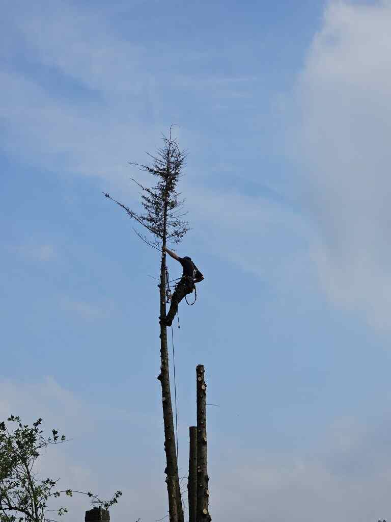 tree surgeon in walton on thames