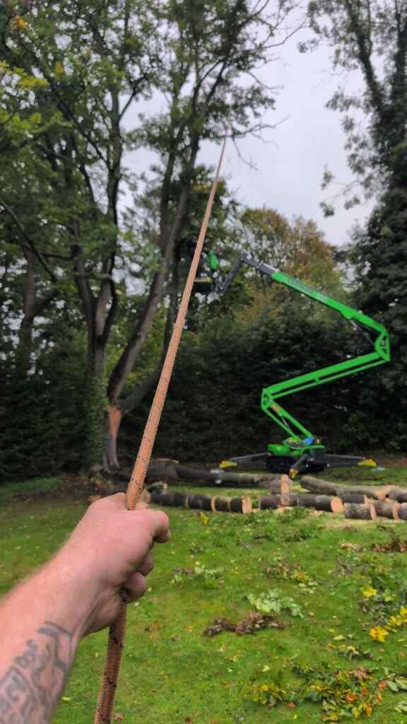 tree surgeon in east molesey