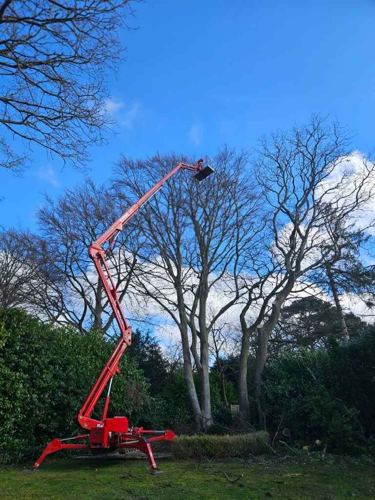 tree surgeon in hersham
