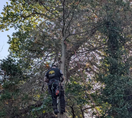 contact the treemedic team