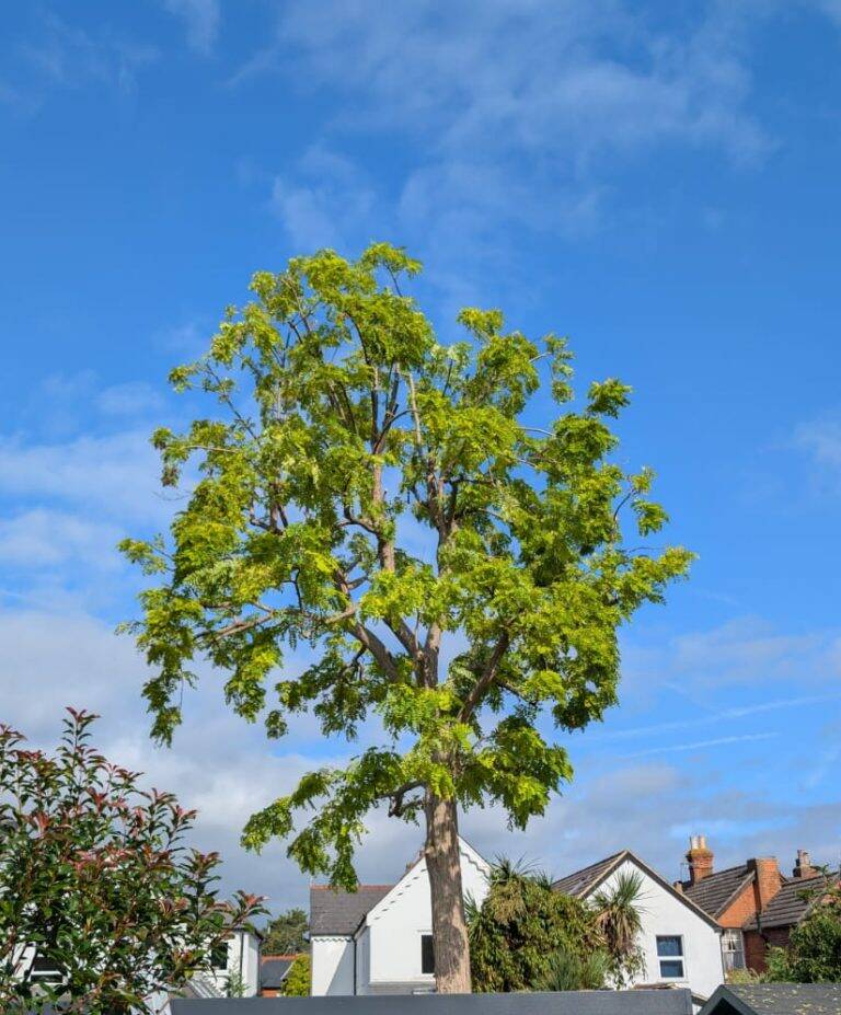 tree surgeon in Surrey