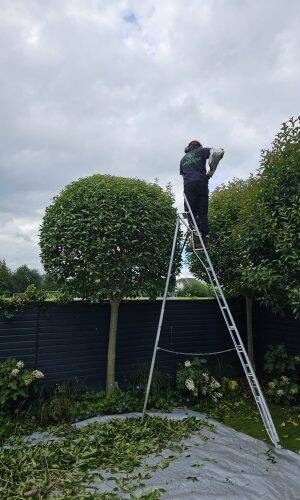 Hedge Trimming - Electric Tools