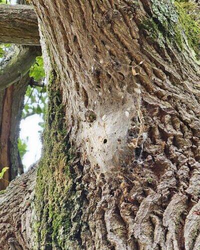 Oak Processionary Moth