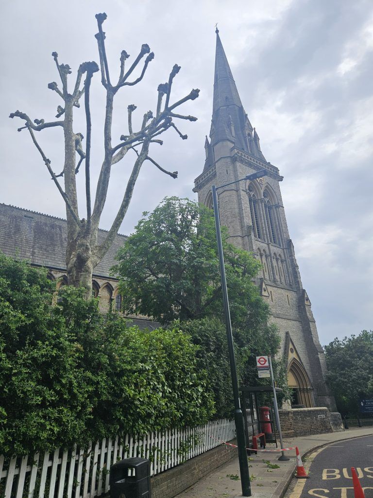 tree surgeon in richmond