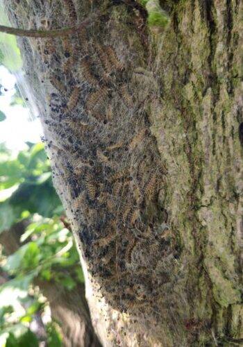 Oak Processionary Moth