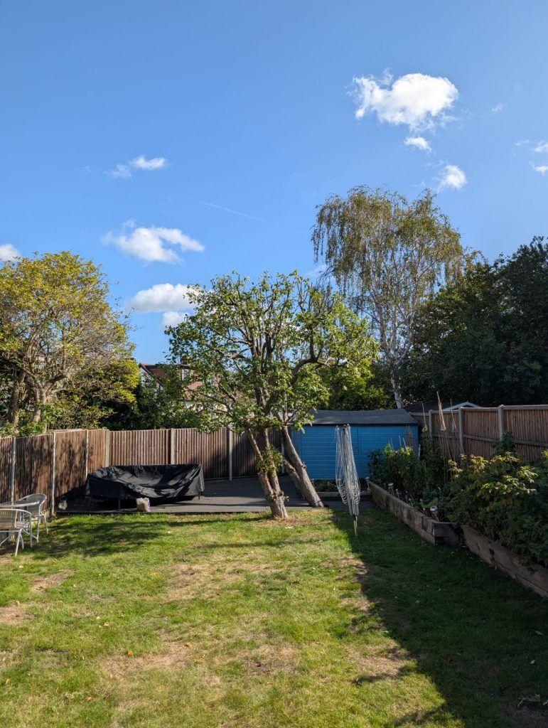 tree surgeon in weybridge tree reduction