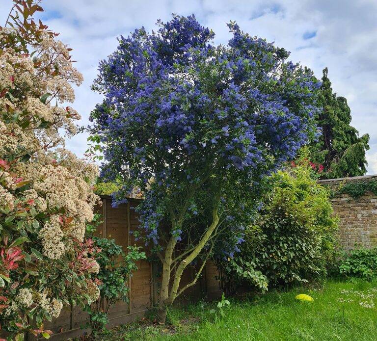 Tree Surgeon in Twickenham