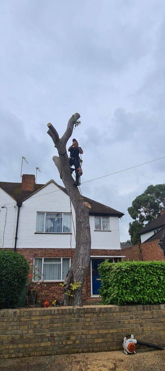 tree removal surrey treemedic