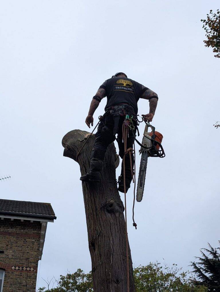 Tree Surgeon in Teddington