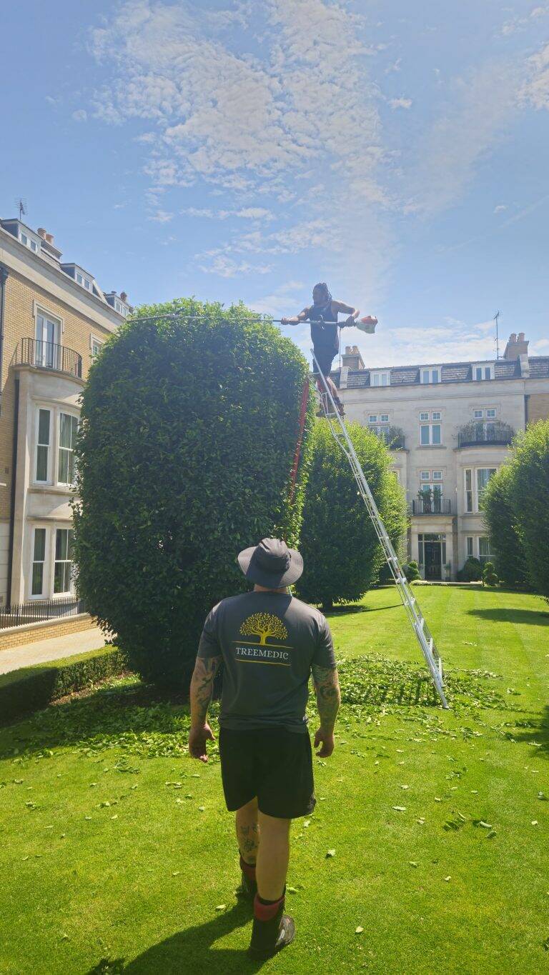 Best Tree Surgeon in Surrey
