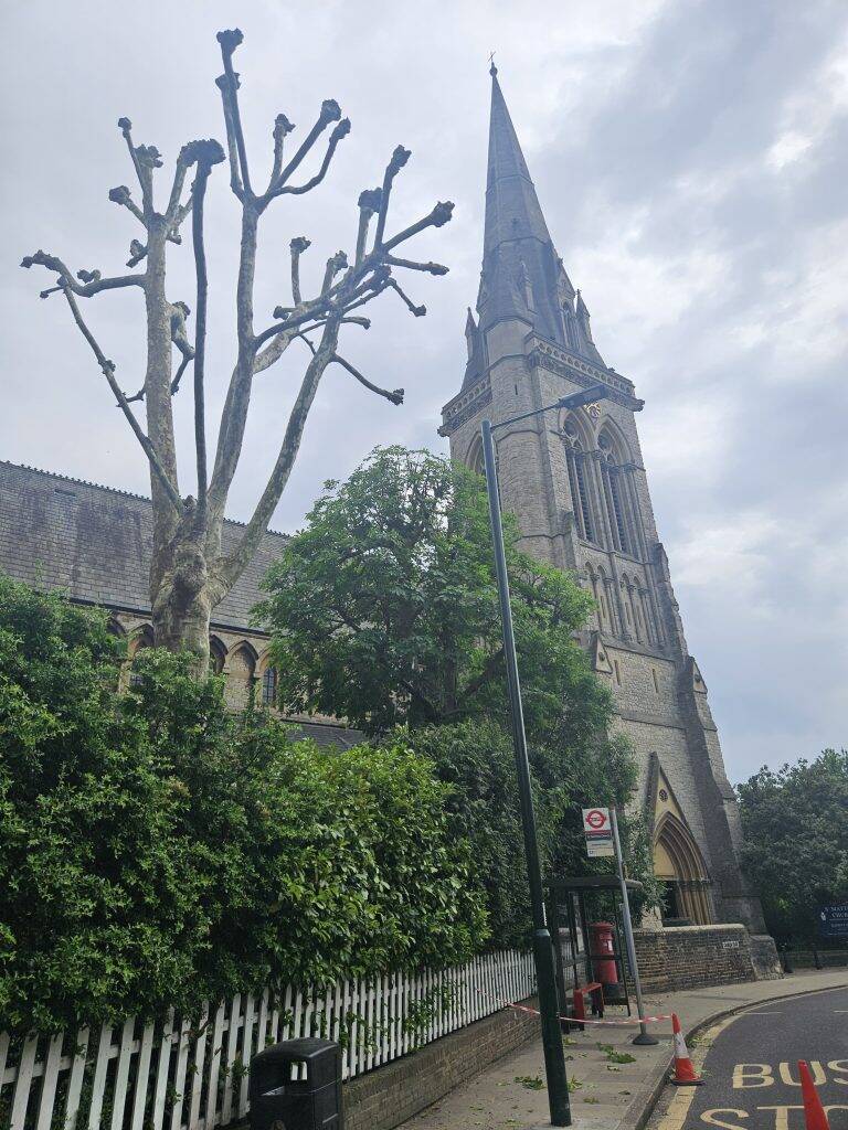 tree surgeon in richmond