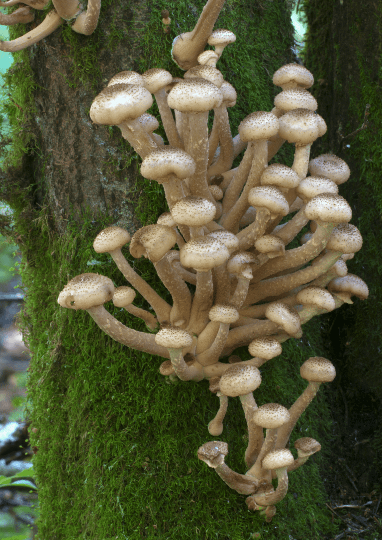 honey fungus