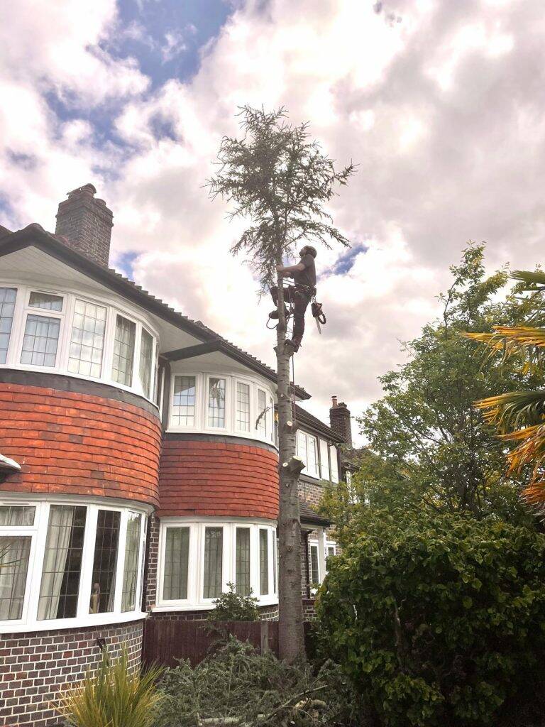tree surgeon in Kingston felling tree