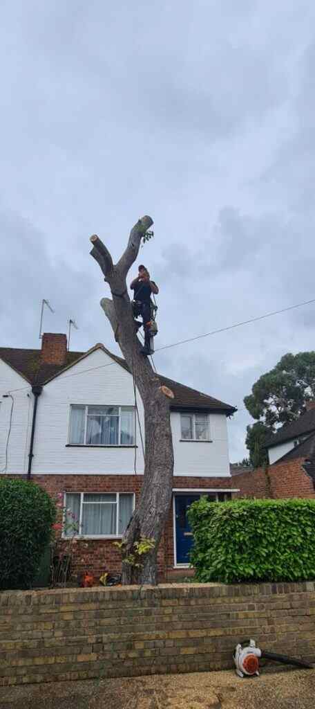 Tree Felling & removal Service
