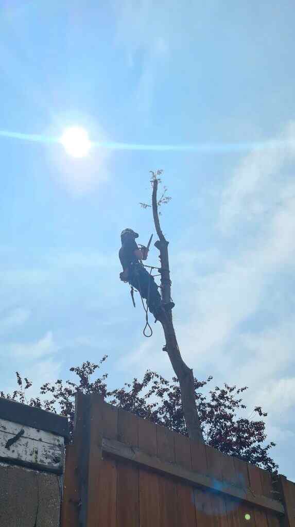 Tree Felling & removal Service