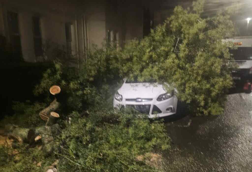 Treemedic Ltd performing emergency tree removal in Surrey