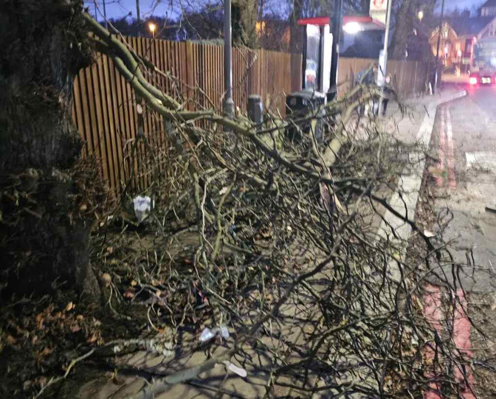 Emergency arborist responding to fallen tree call-out Surrey