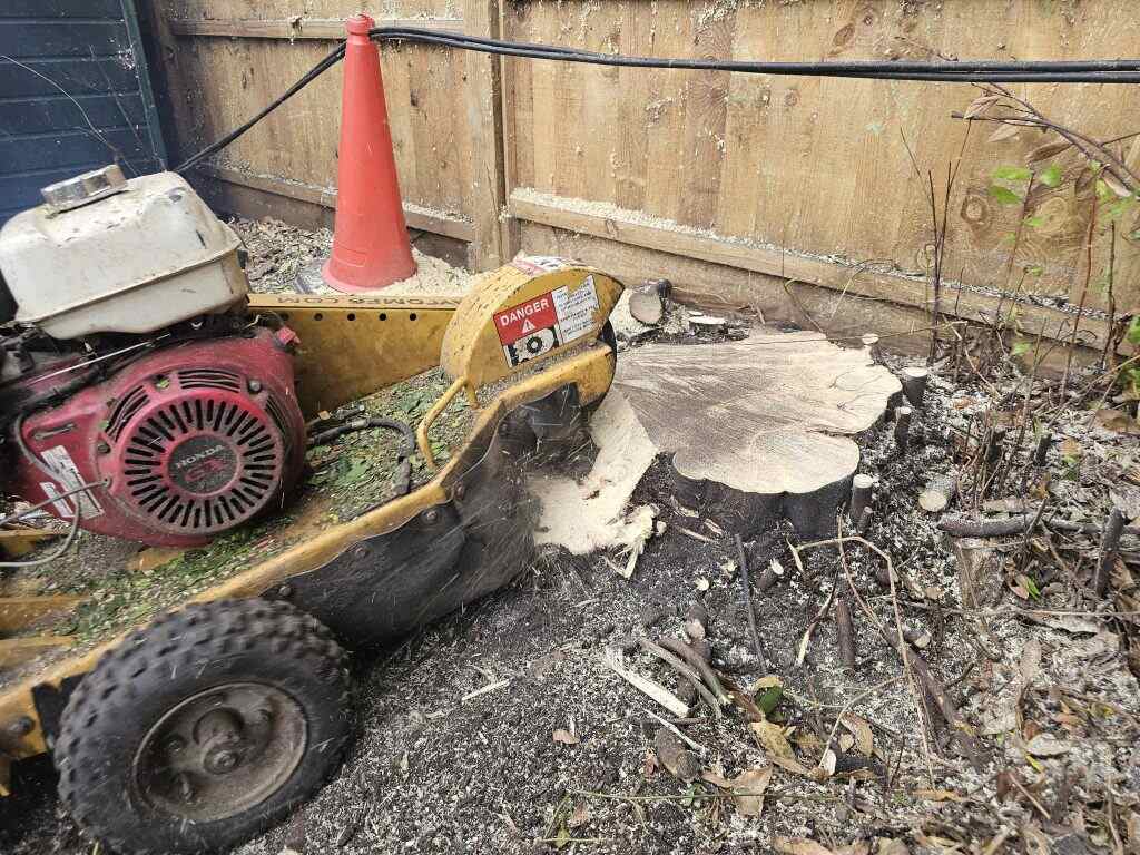 Professional stump grinding in Surrey – Treemedic Ltd