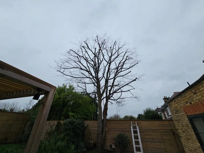 Tree pruning and ivy removal services Hersham