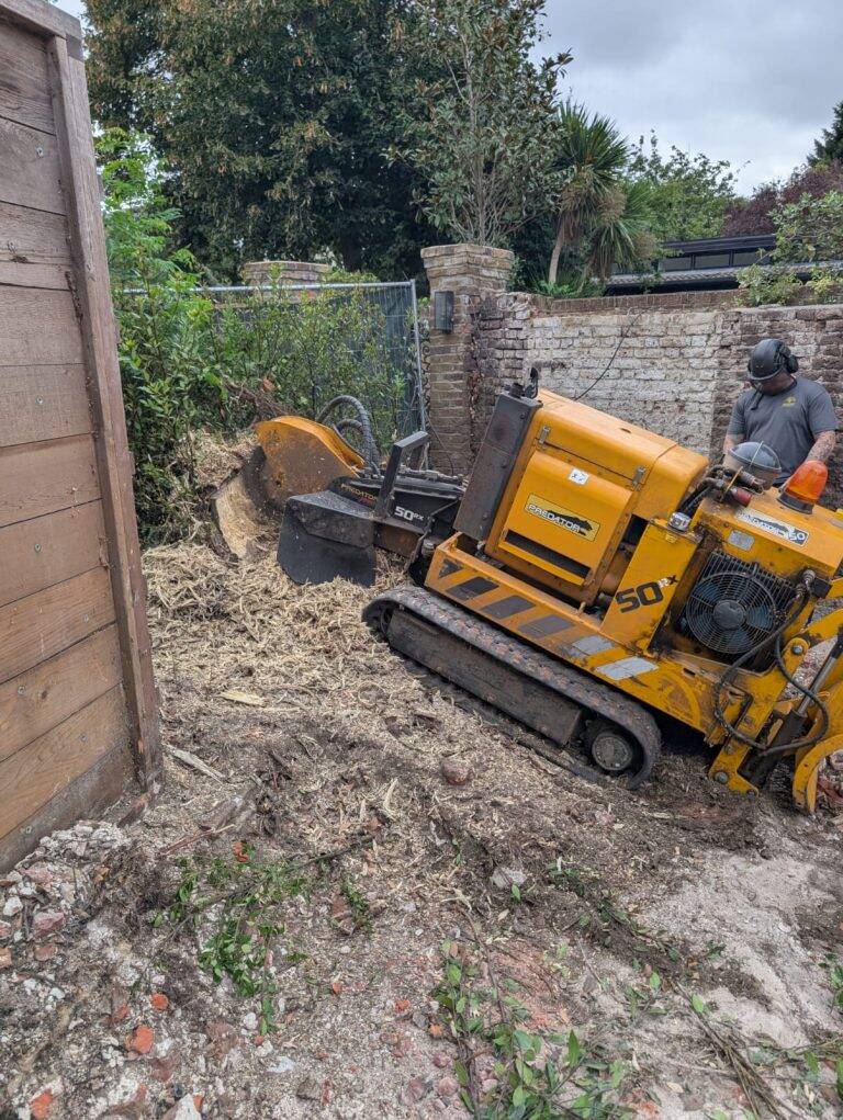 tree surgeon in Shepperton stump grinding