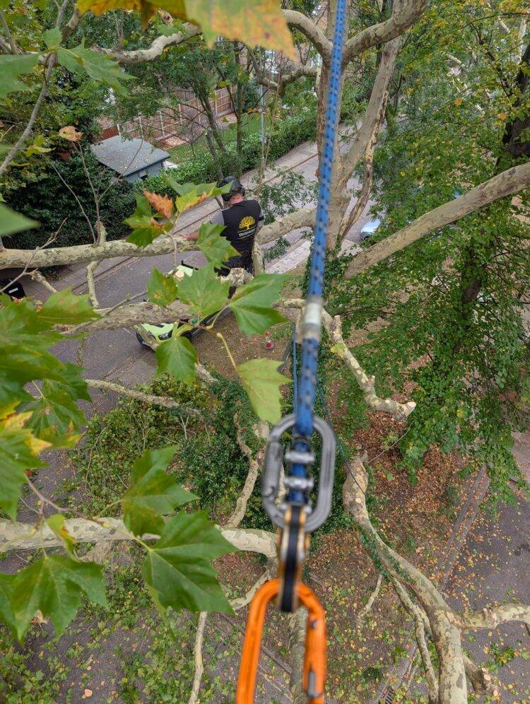 treemedic - tree surgeons in shepperton