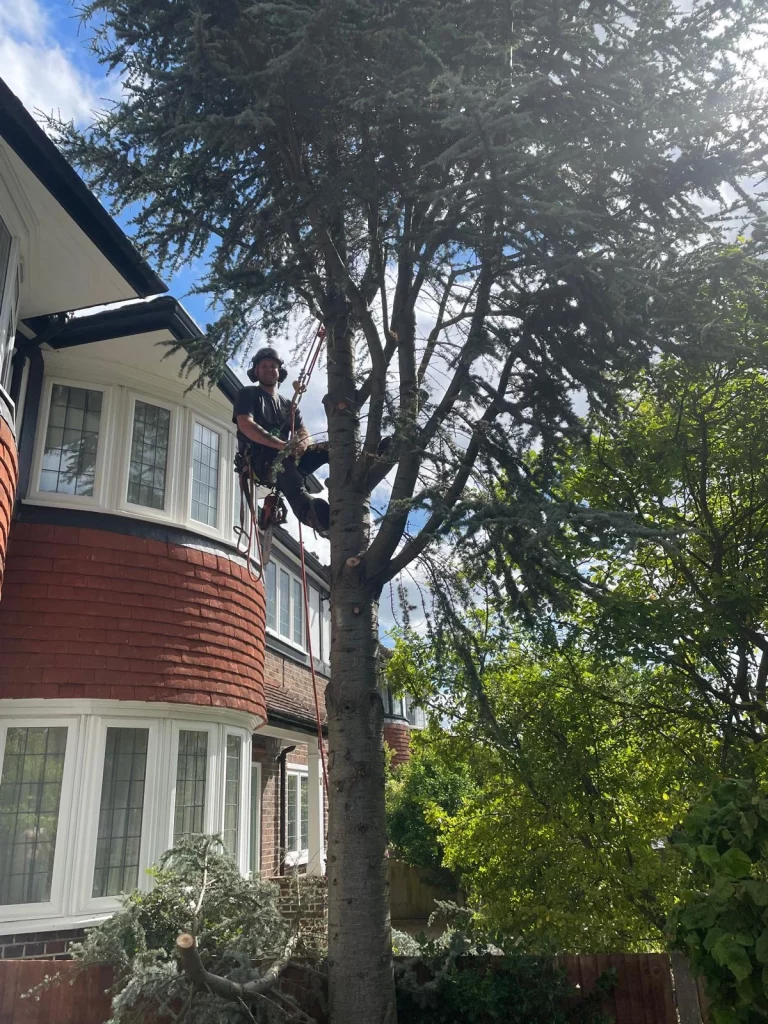 tree surgeon surrey treemedic hersham