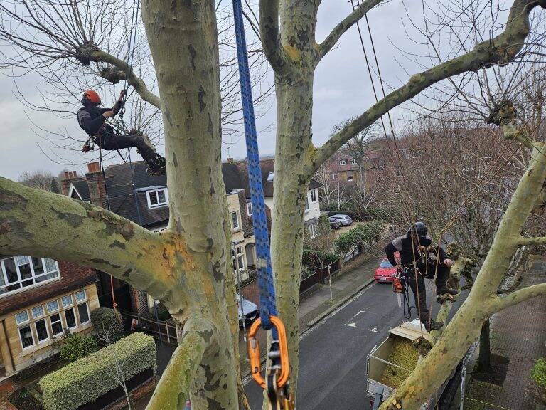 climbing arborist jobs in Surrey