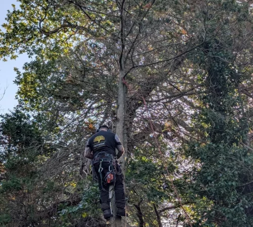 contact the treemedic team