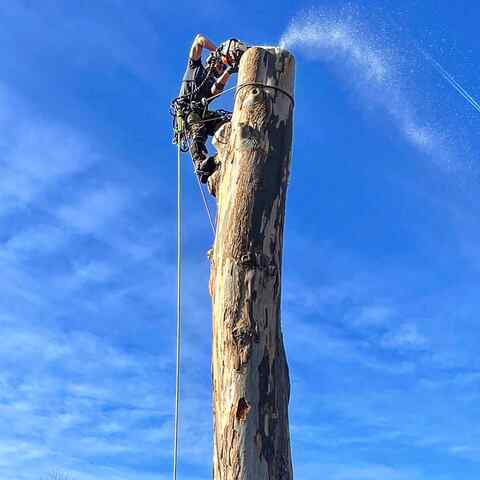 tree felling and removal