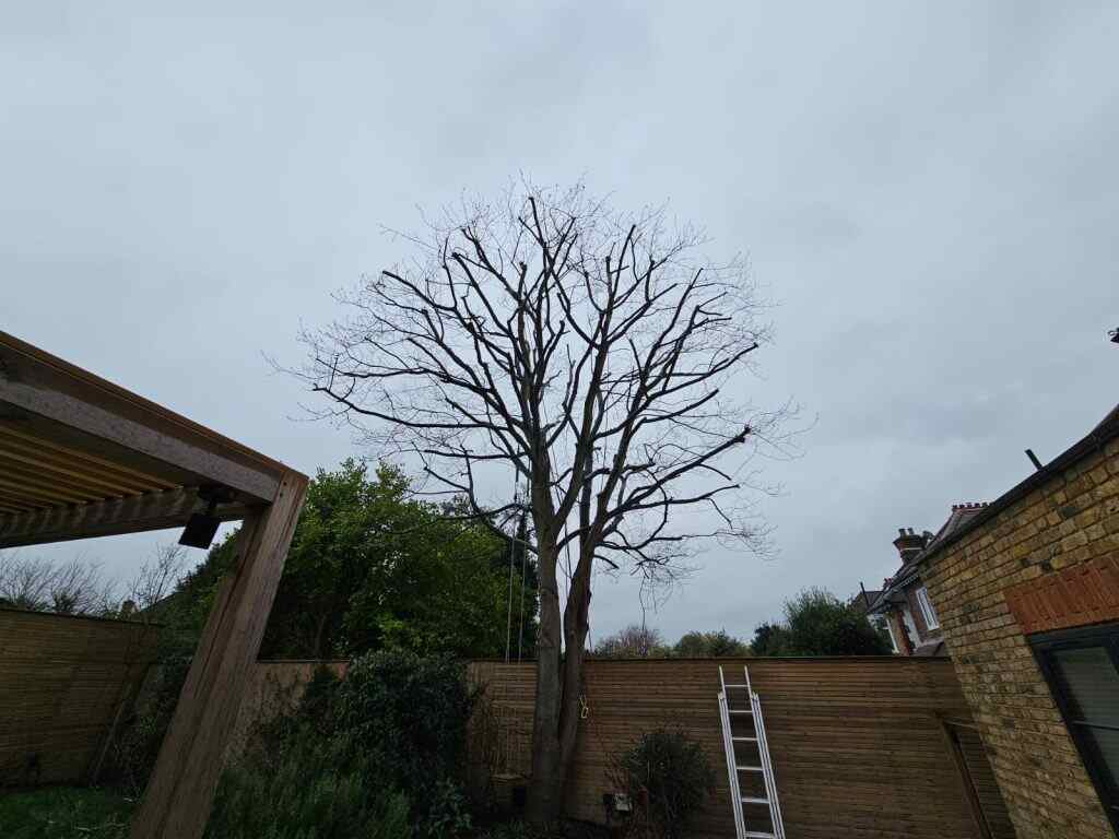 tree surgeon in Wimbledon