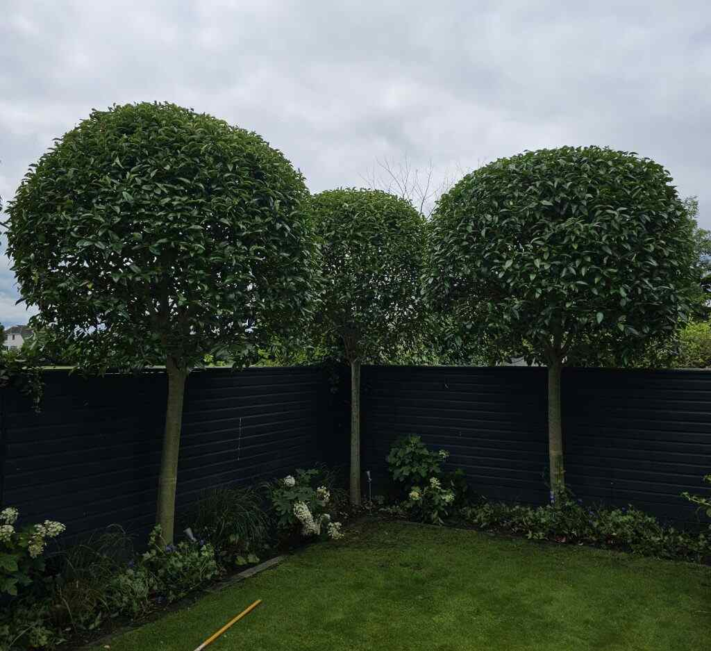 tree surgeon in kingston - hedge shaping trimming