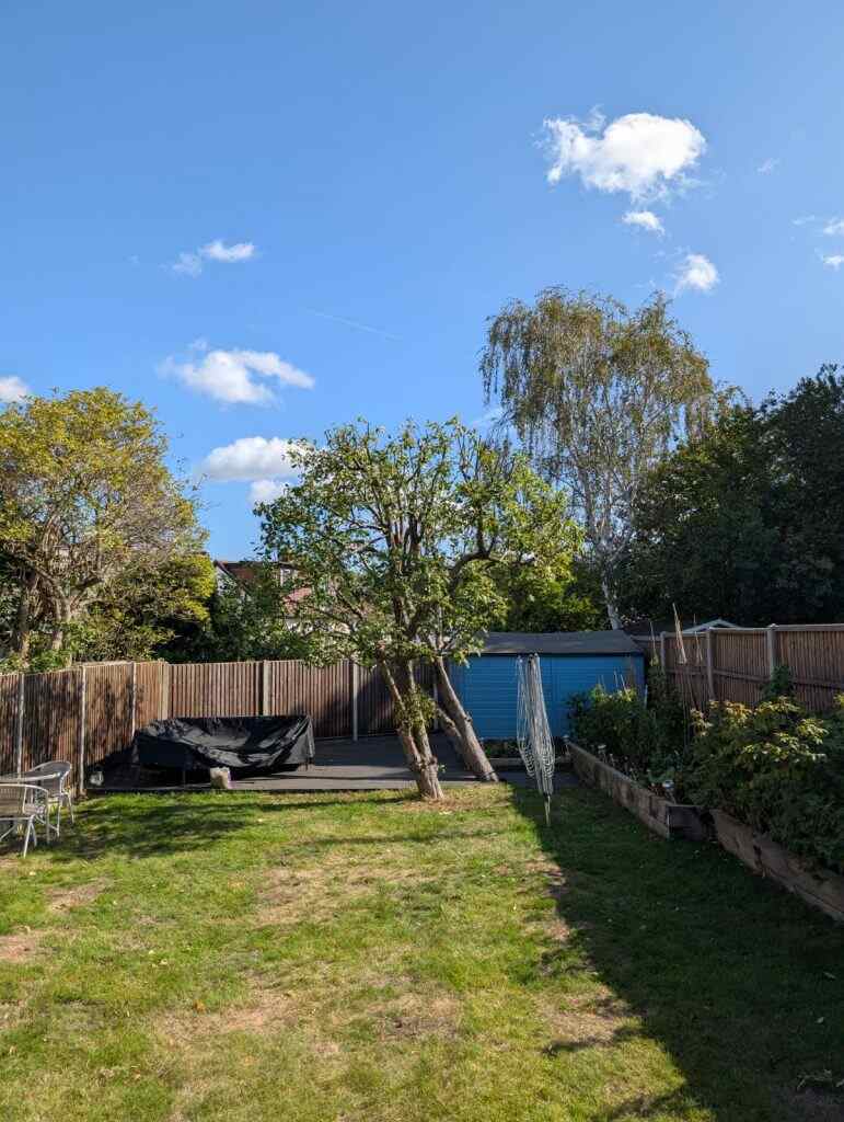 tree surgeon in weybridge tree reduction