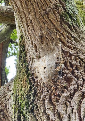 Oak Processionary Moth