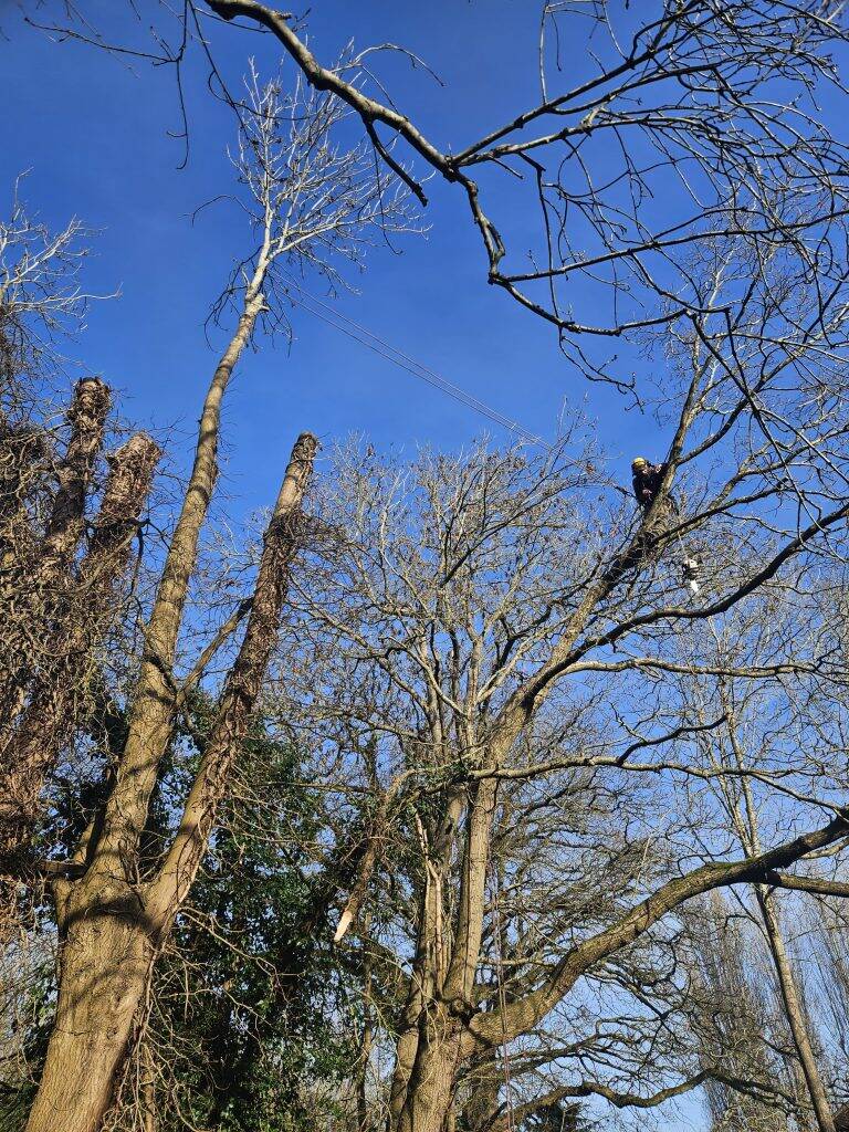 tree surgeon in cobham
