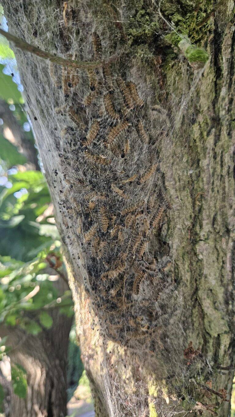 Oak Processionary Moth