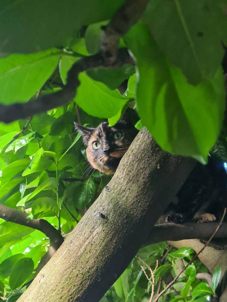 cat stuck in a tree - winnie up a tree